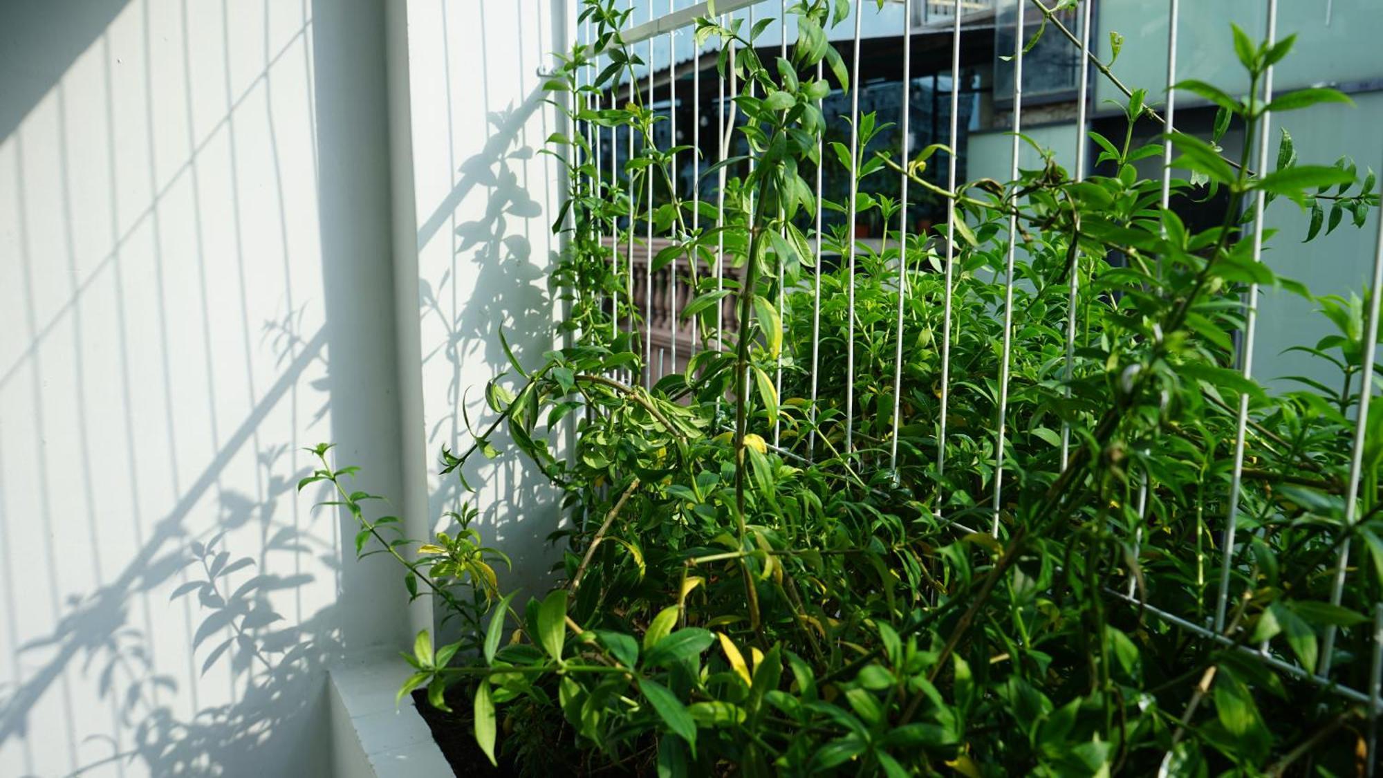 Maiam Homestay Ho Chi Minh City Exterior photo